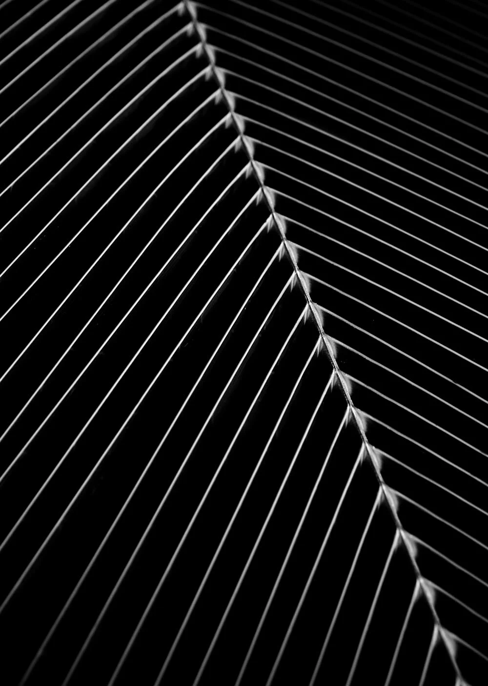 C30PalmSpineWEB.jpg