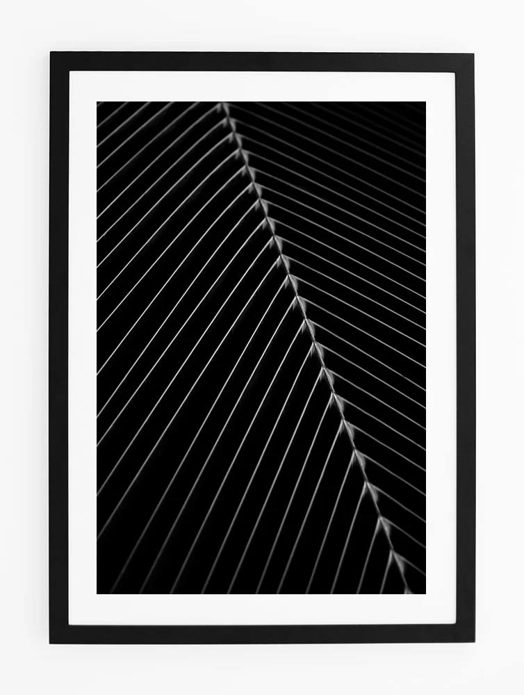 C30PalmSpineFRAMEblack.jpg
