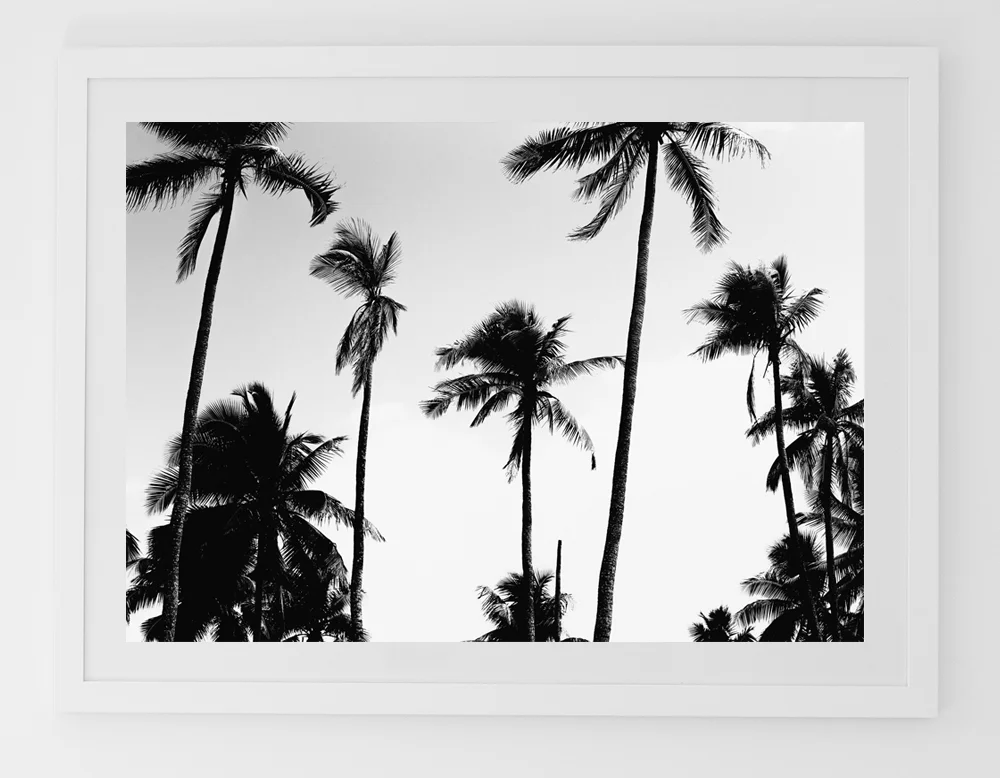 C35VanuatuPalmsFRAMEwhite.jpg