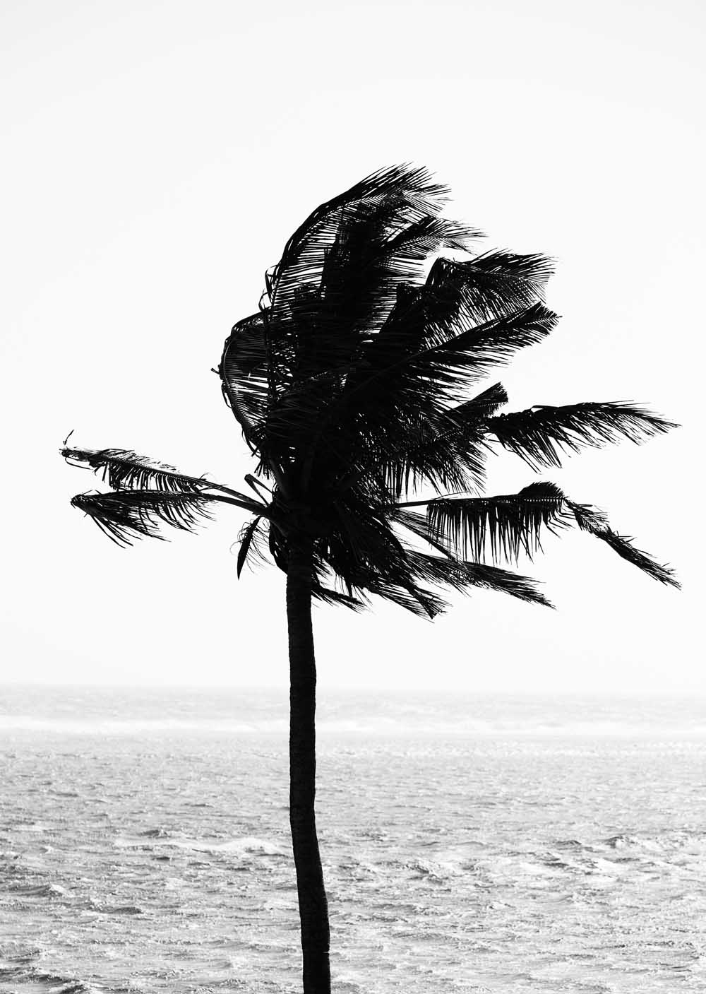 C37CastawayPalmWEB.jpg