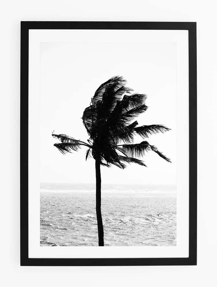 C37CastawayPalmFRAMEblack.jpg