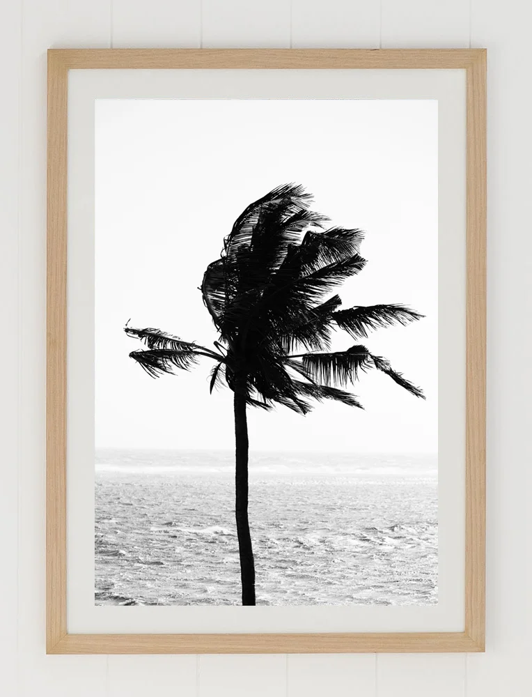 C37CastawayPalmFRAMEraw.jpg