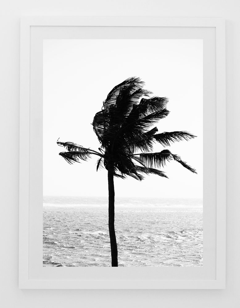C37CastawayPalmFRAMEwhite.jpg