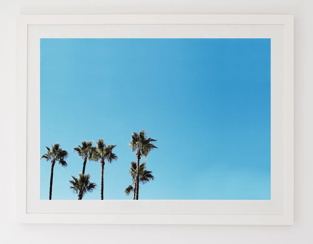 C38CaliPalmBlueFRAMEwhite.jpg