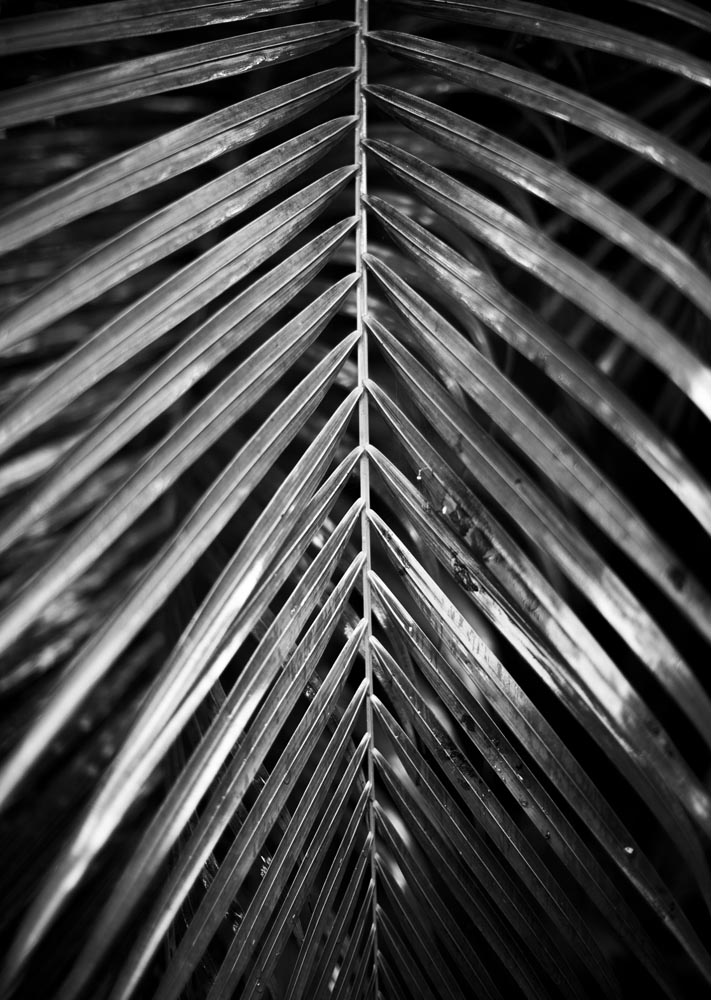 C40TropicalPalmOneWEB.jpg