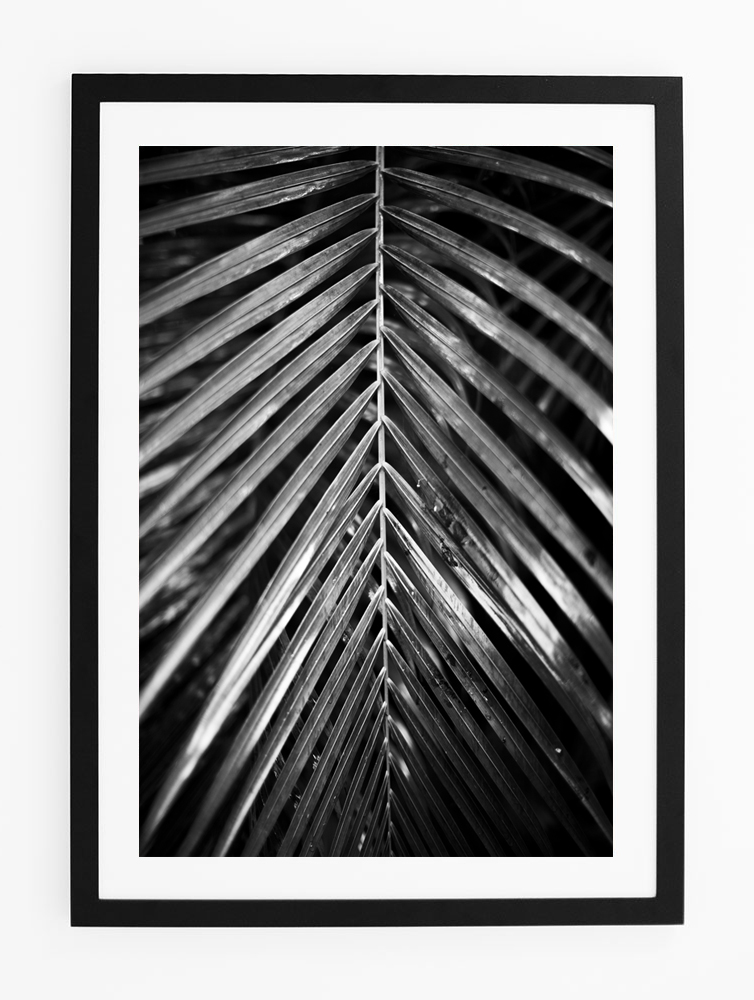 C40TropicalPalmOneFRAMEblack.jpg