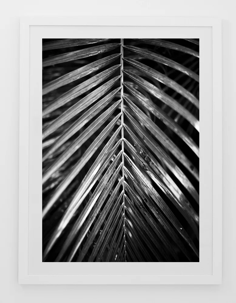 C40TropicalPalmOneFRAMEwhite.jpg