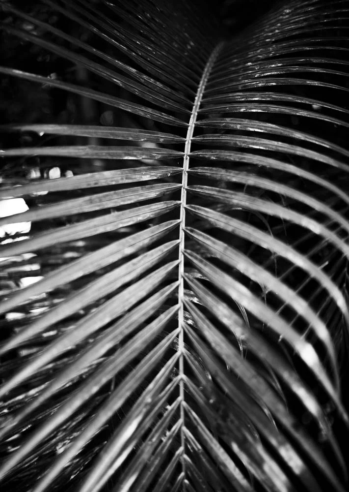 C41TropicalPalmTwoWEB.jpg