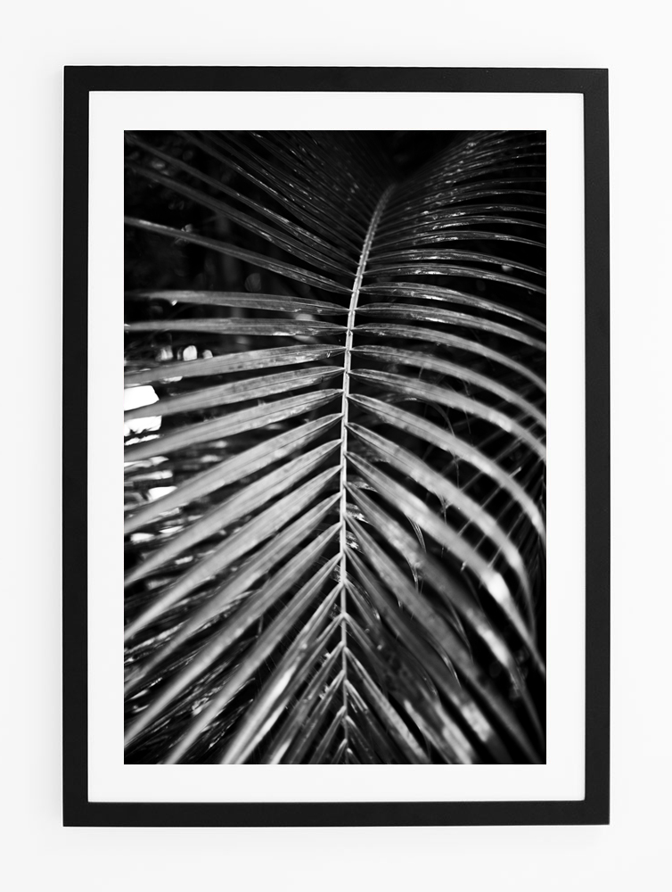 C41TropicalPalmTwoFRAMEblack.jpg