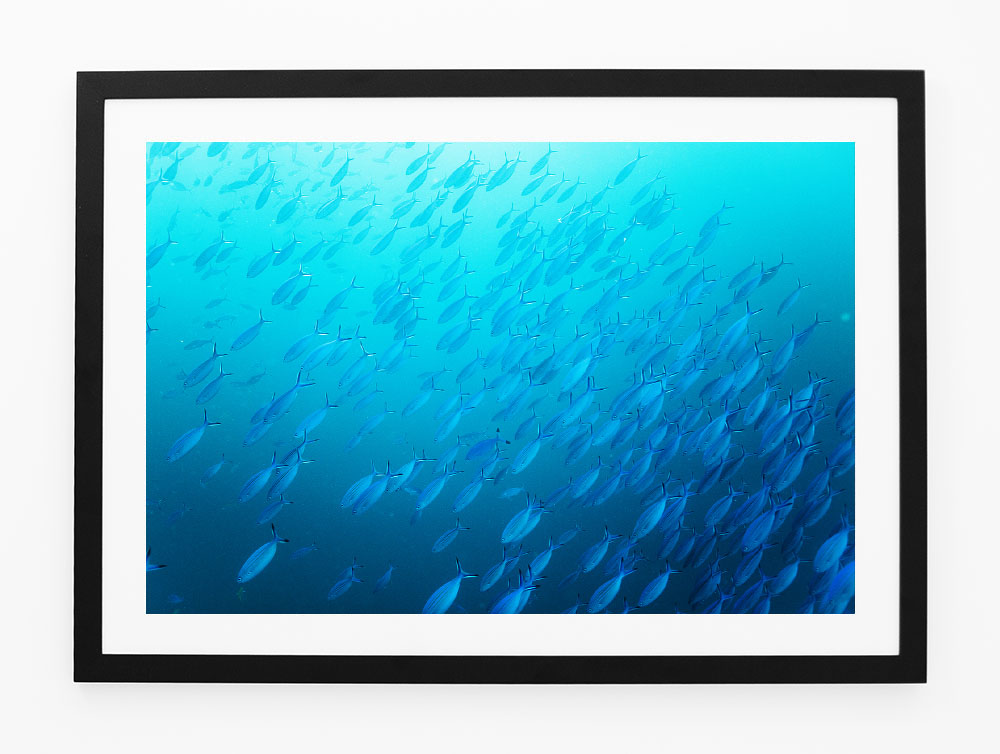 C65BlueSchoolFRAMEblack.jpg