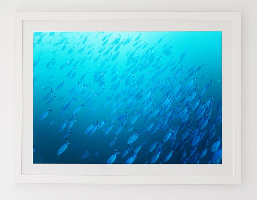 C65BlueSchoolFRAMEwhite.jpg