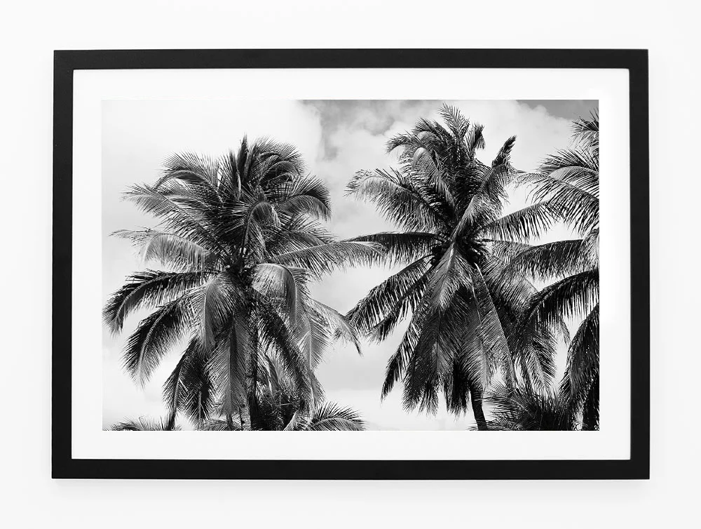 C66SiargaoPalmOneFRAMEblack.jpg
