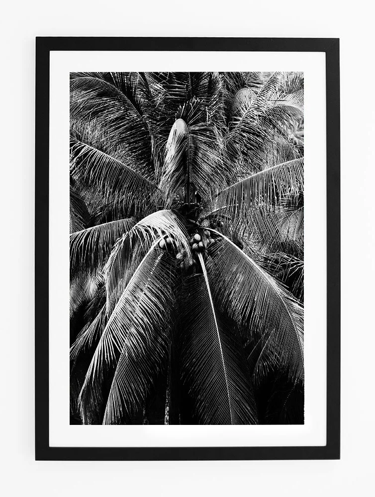 C68SiargaoPalmThreeFRAMEblack.jpg