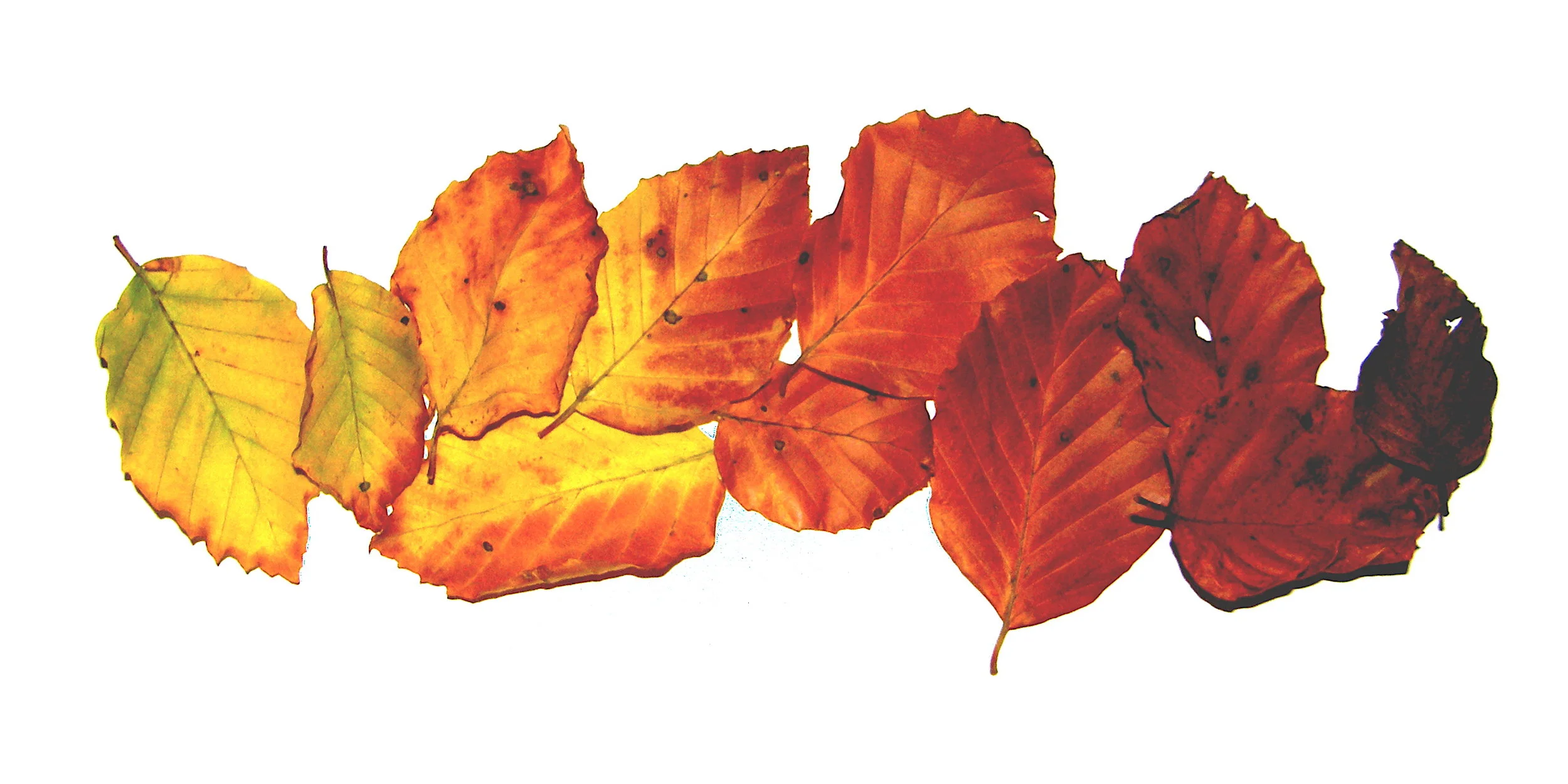 Leaves 2011 (Foreword).JPG