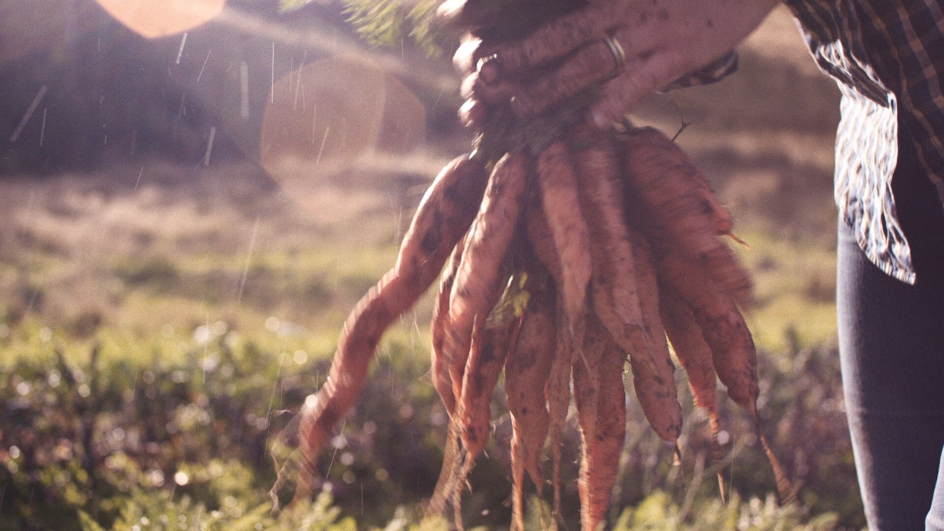 FELDS FARM - MASTER_00002509.jpeg