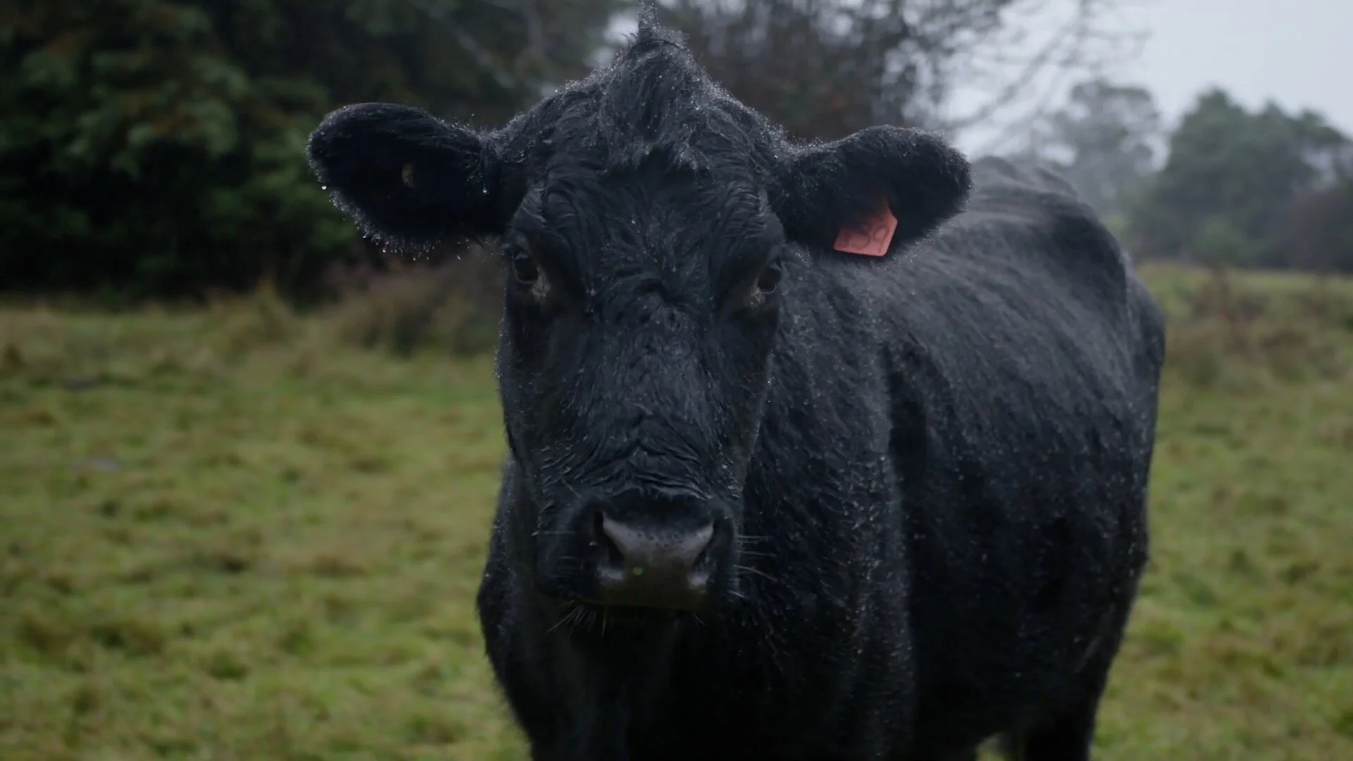 Smoking Jerky Over an Open Fire in Tasmania_00000624.jpeg