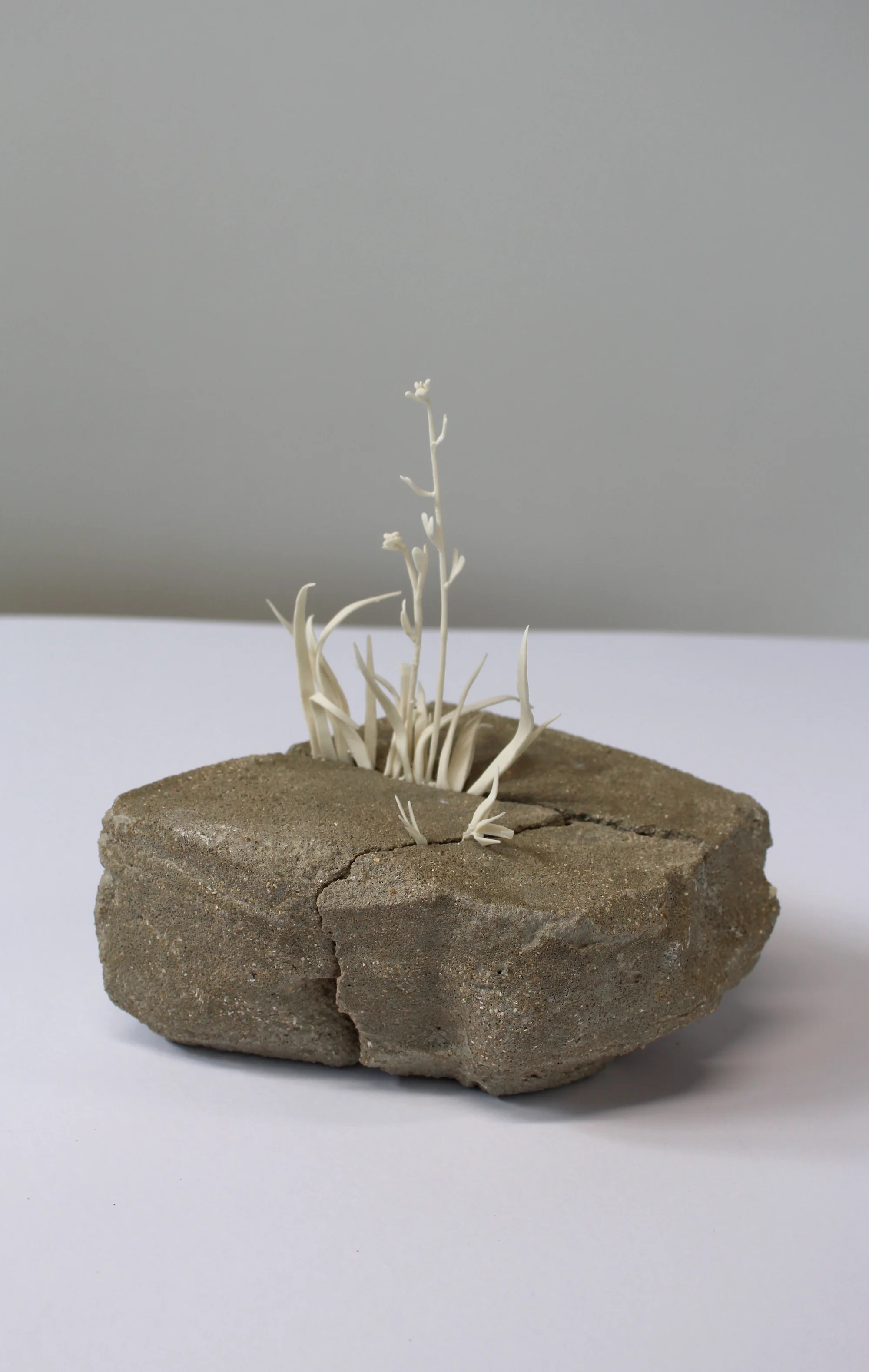 Bloom (Shepherd's Purse and Grass).jpeg