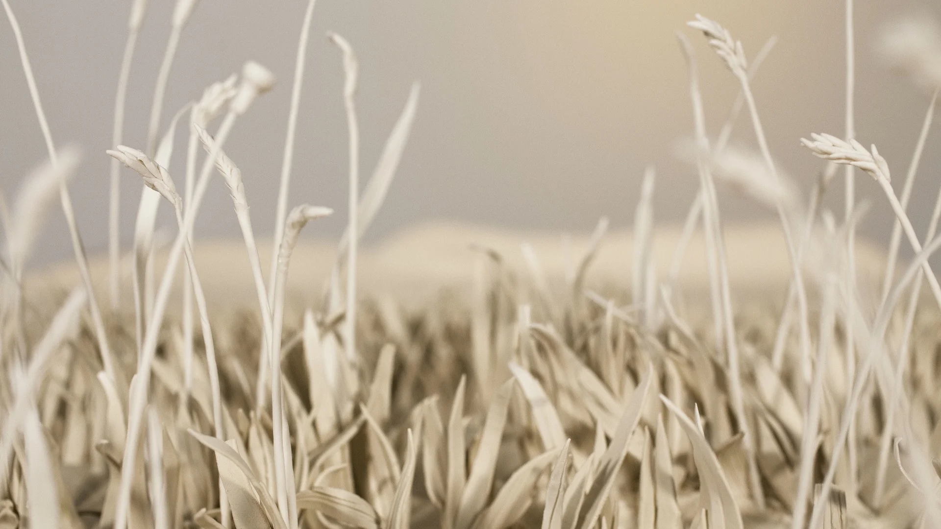 Still from In the Meadow, 2016