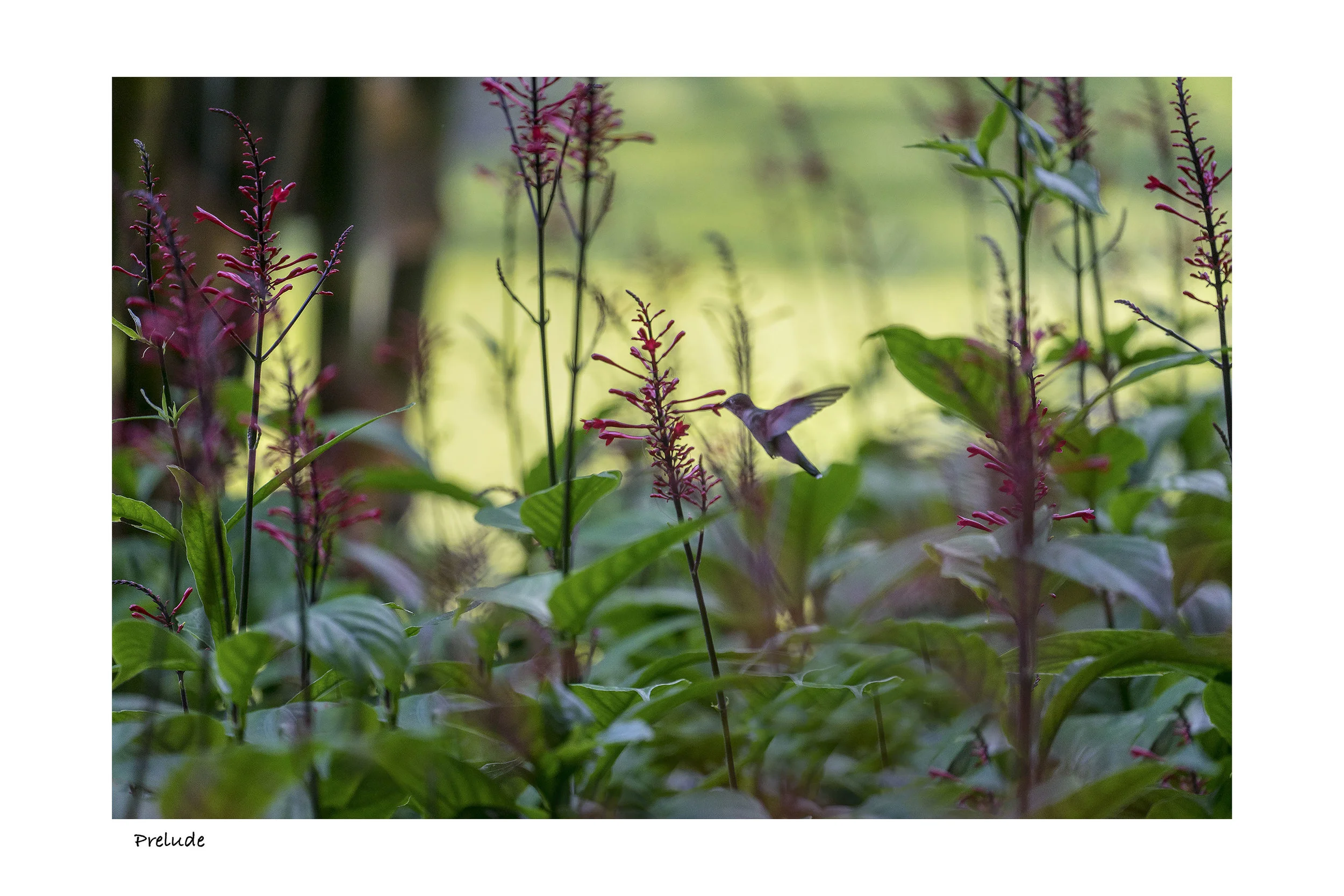 Hummingbird_12 x 8_Border.JPG