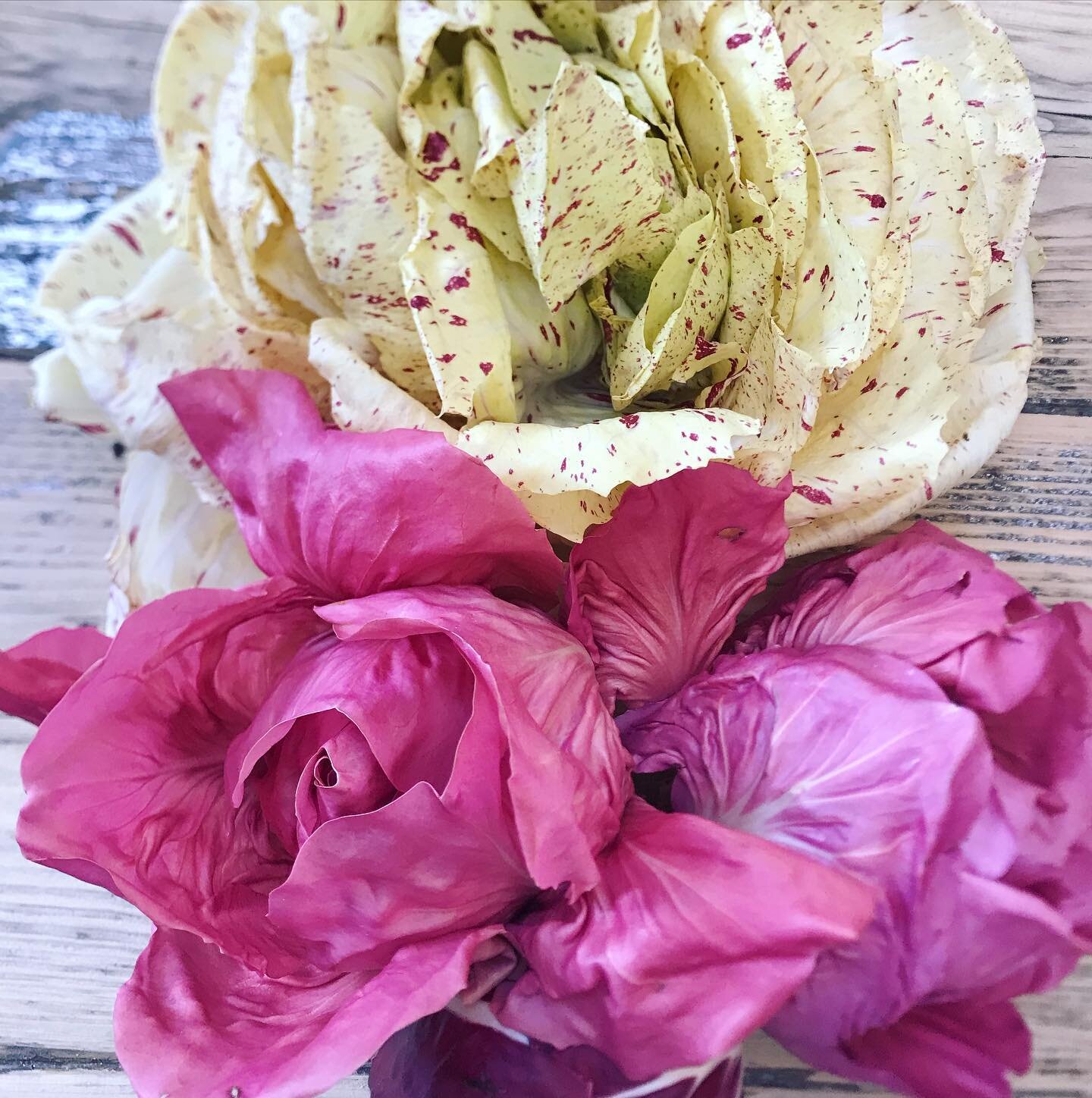 Radicchio or Roses? 
These pink, almost watercolour painted beauties from @natoora paired with burrata, mandarin and caper dressing for a bowl food dish. Winter seasonal eating at its best. 

#pureindulgencecatering 
#radicchio #luxurycatering #seaso