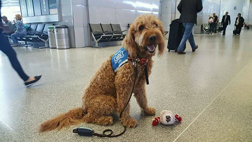 CLT Canine Crew.jpg