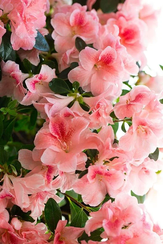Image - Pinterest