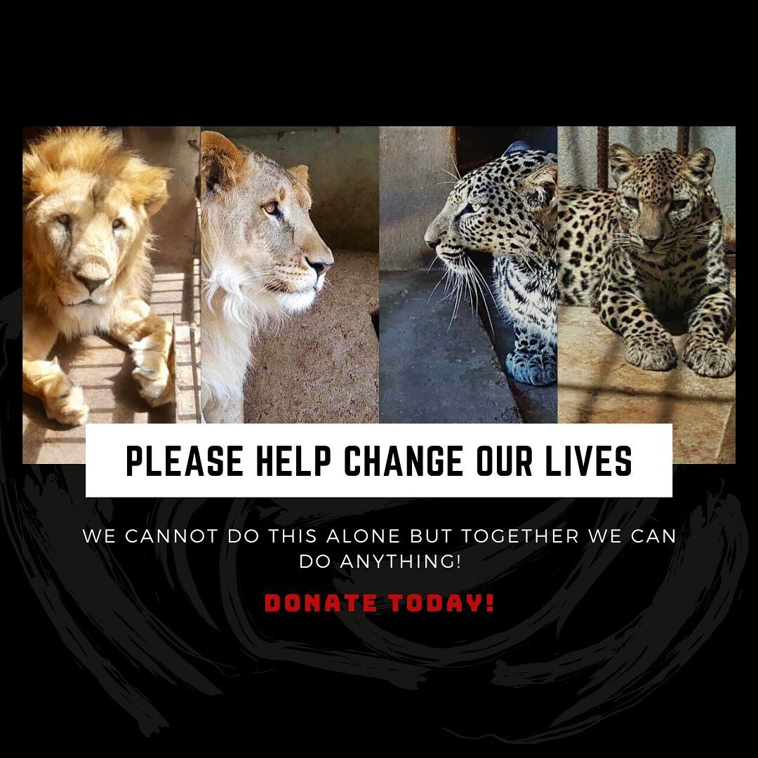 Help Taiz&rsquo;s lions and Arabian Leopards leave their cruel dungeons forever. Donate Today! https://www.alionsheart.org/fundraiser. #taizzoo #animalwelfare #lions #lionsofinstagram #arabianleopard #leopardsofinstagram #wildlife #zooincrisis #yemen