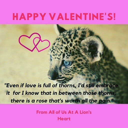 #valentines #happyvalentinesday❤️#arabianleopard #bigcats #taiz #yemen #yemencantwait #taizzoo #taiz #animalwelfare #animalsofinstagram #wildlifeinneed