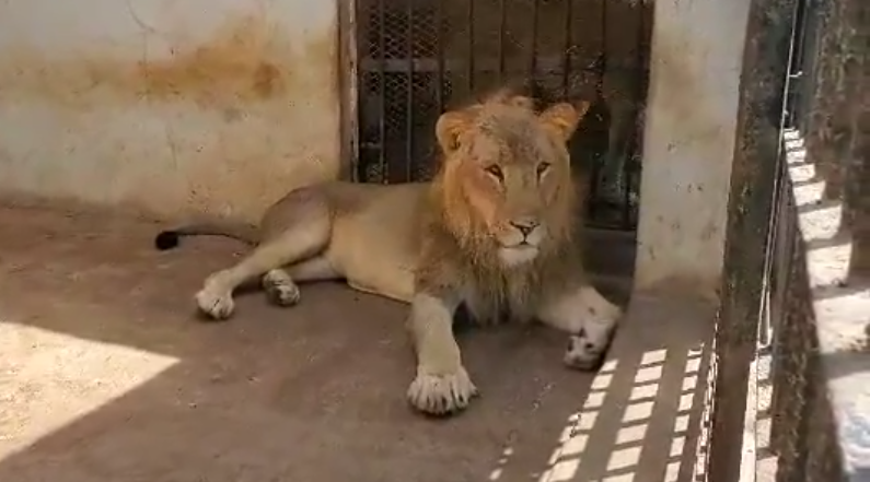 April 2021 Taiz Zoo Yemen. Why after 5 years still saving them....