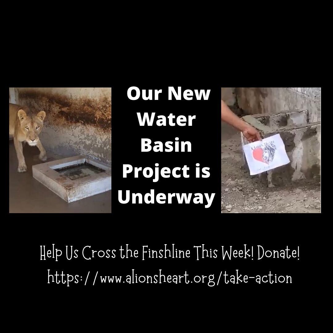 We are currently building 20 new water basins to replace all the old and dilapidated ones the animals have been forced to use. We started this week and plan to finish 20 by weeks end. We need your help to continue and to make life better for the almo