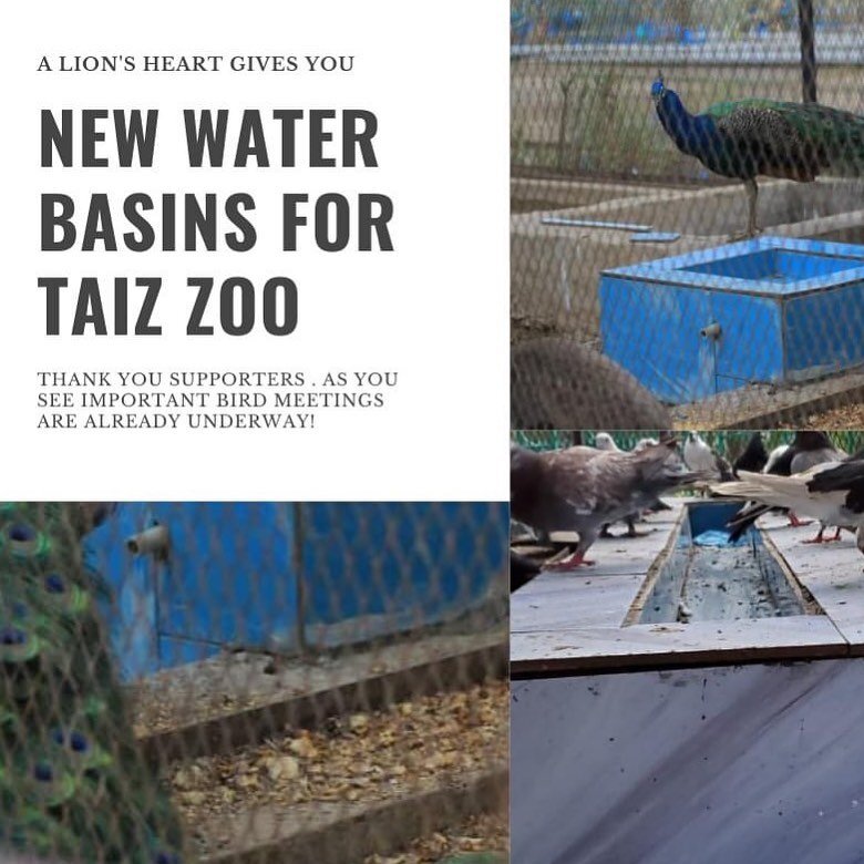 Our 20 new water basins project has started for the Taiz zoo animals. Please help us reach our goal for our zoo family!  Donate or Share today! https://www.alionsheart.org/take-action or https://www.globalgiving.org/projects/taiz-zoo-rescue-and-conse