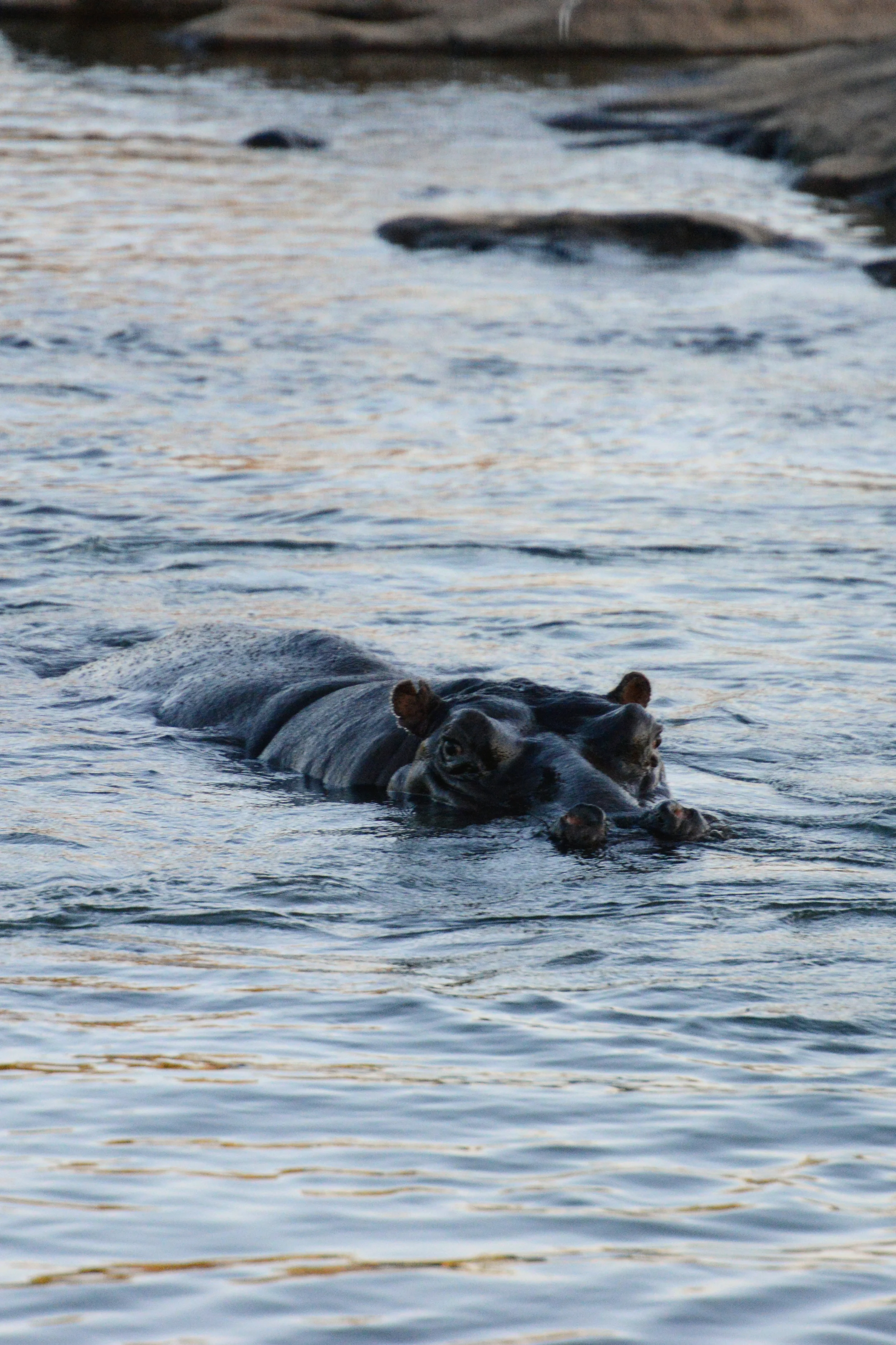 Hippo.jpg