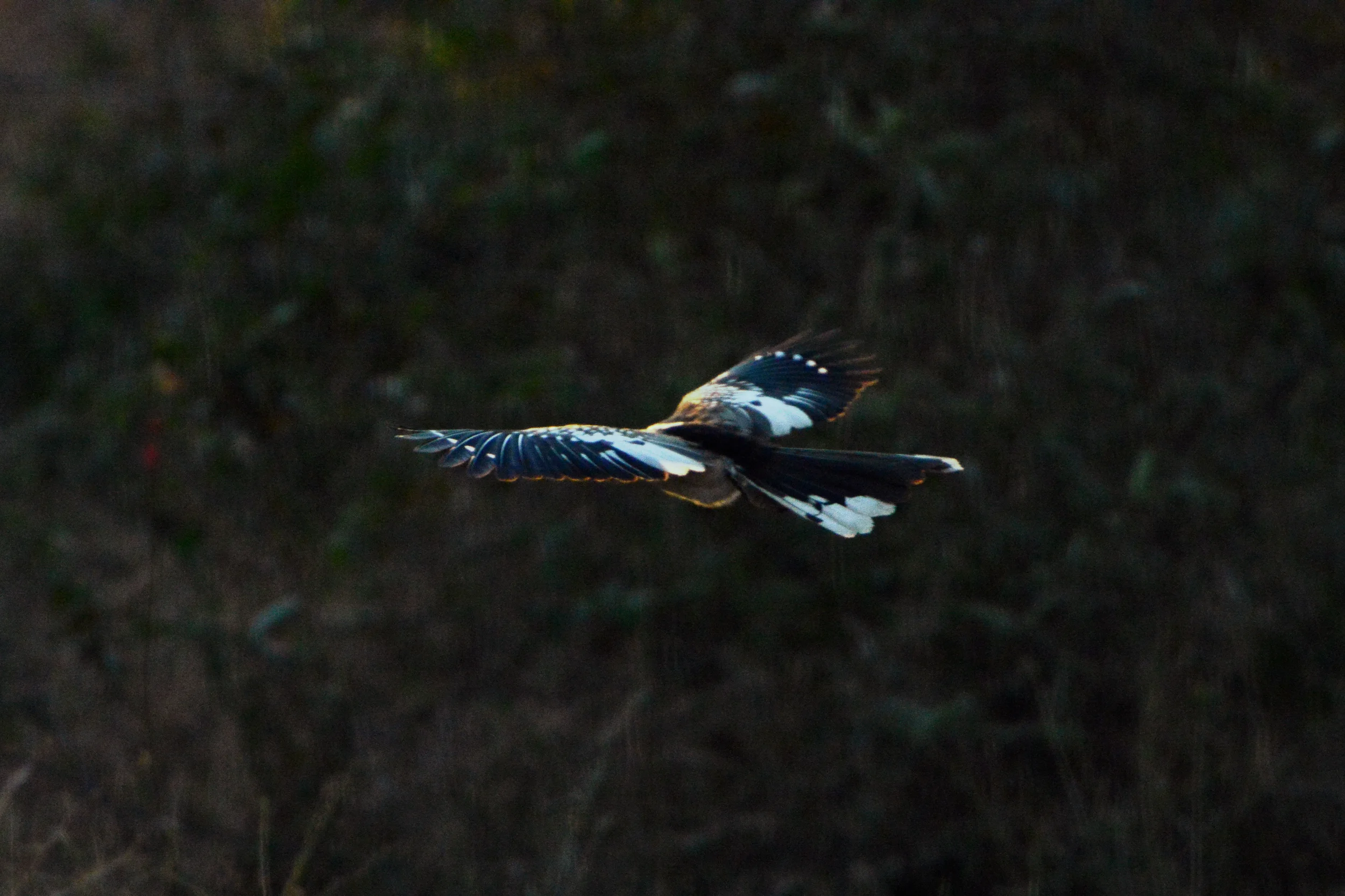 Hornbill in Flight.jpg