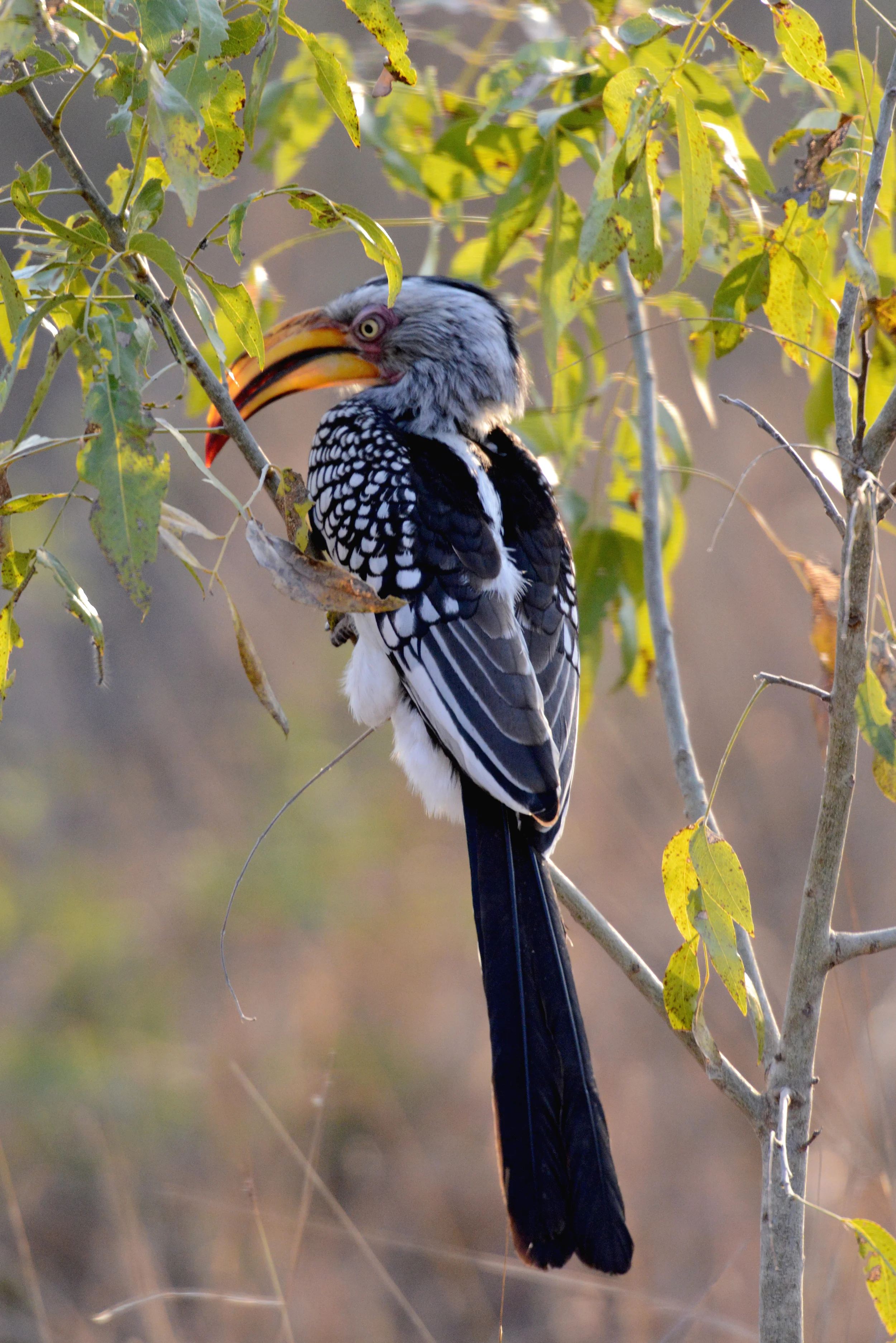 Hornbill.jpg