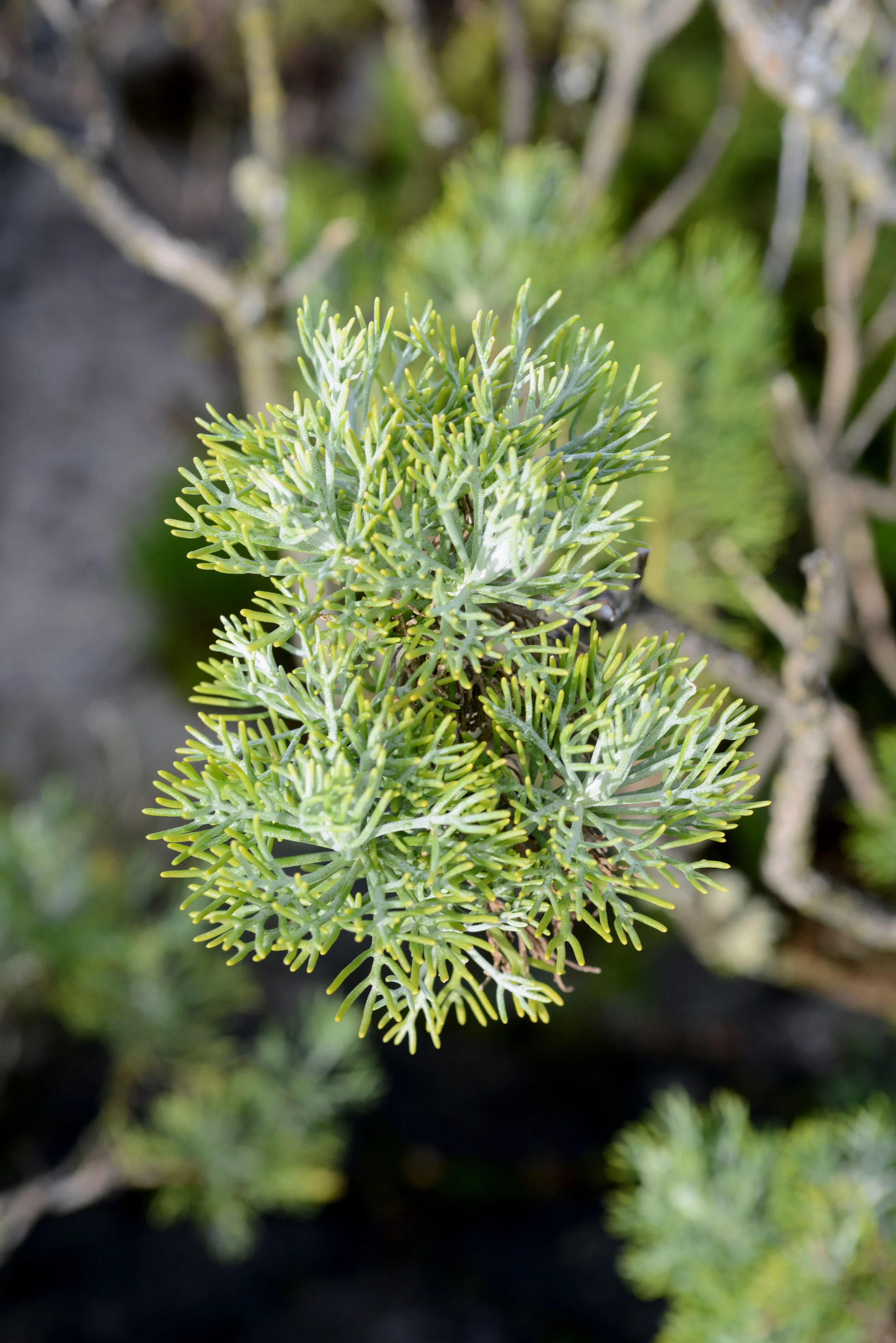 Plant.jpg
