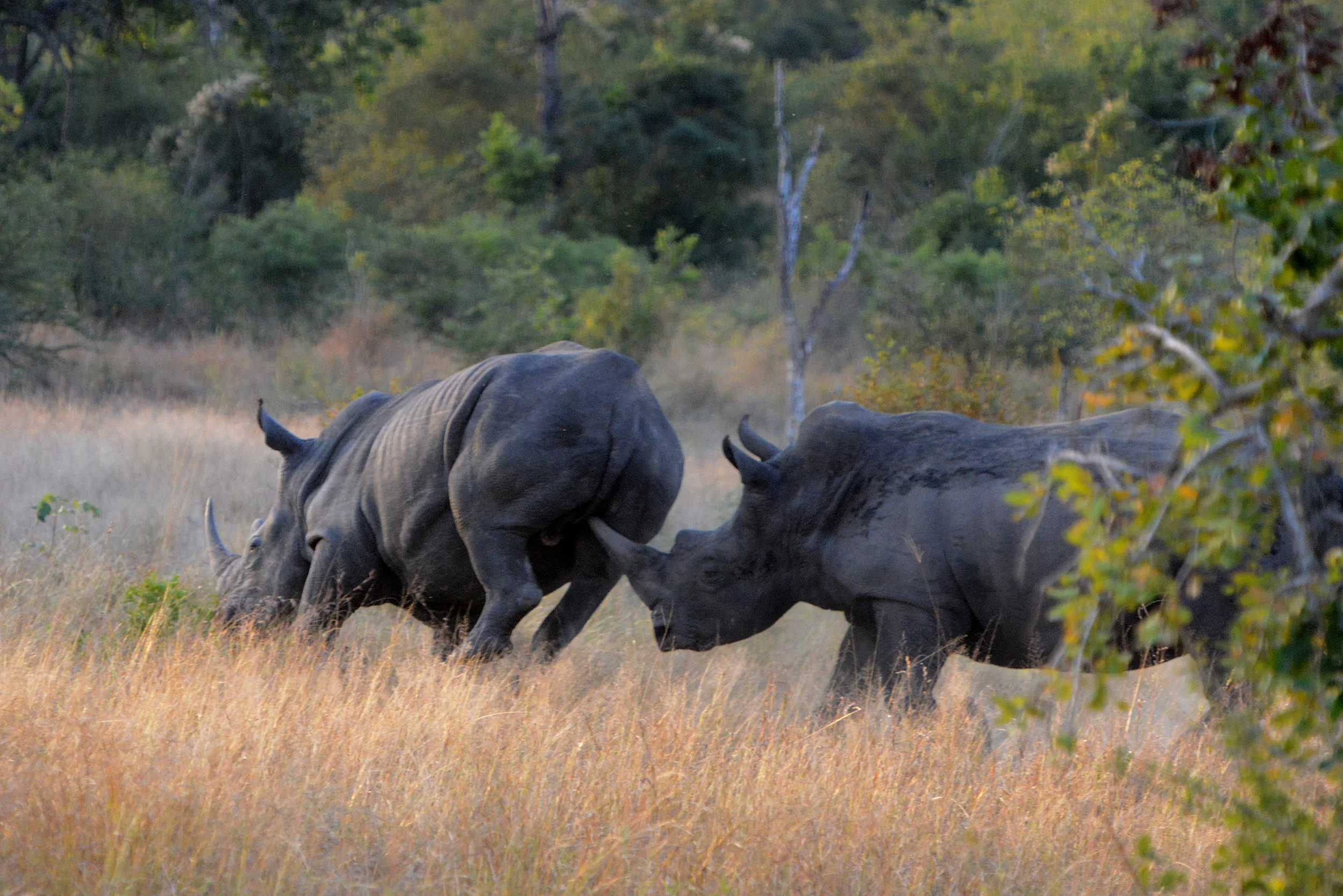 Rhino Attack.jpg