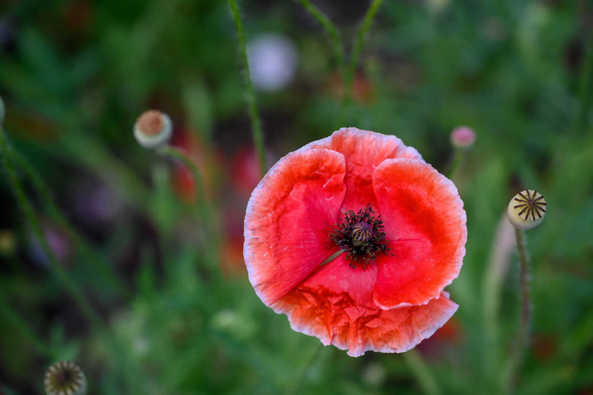 DSC_0946.jpg