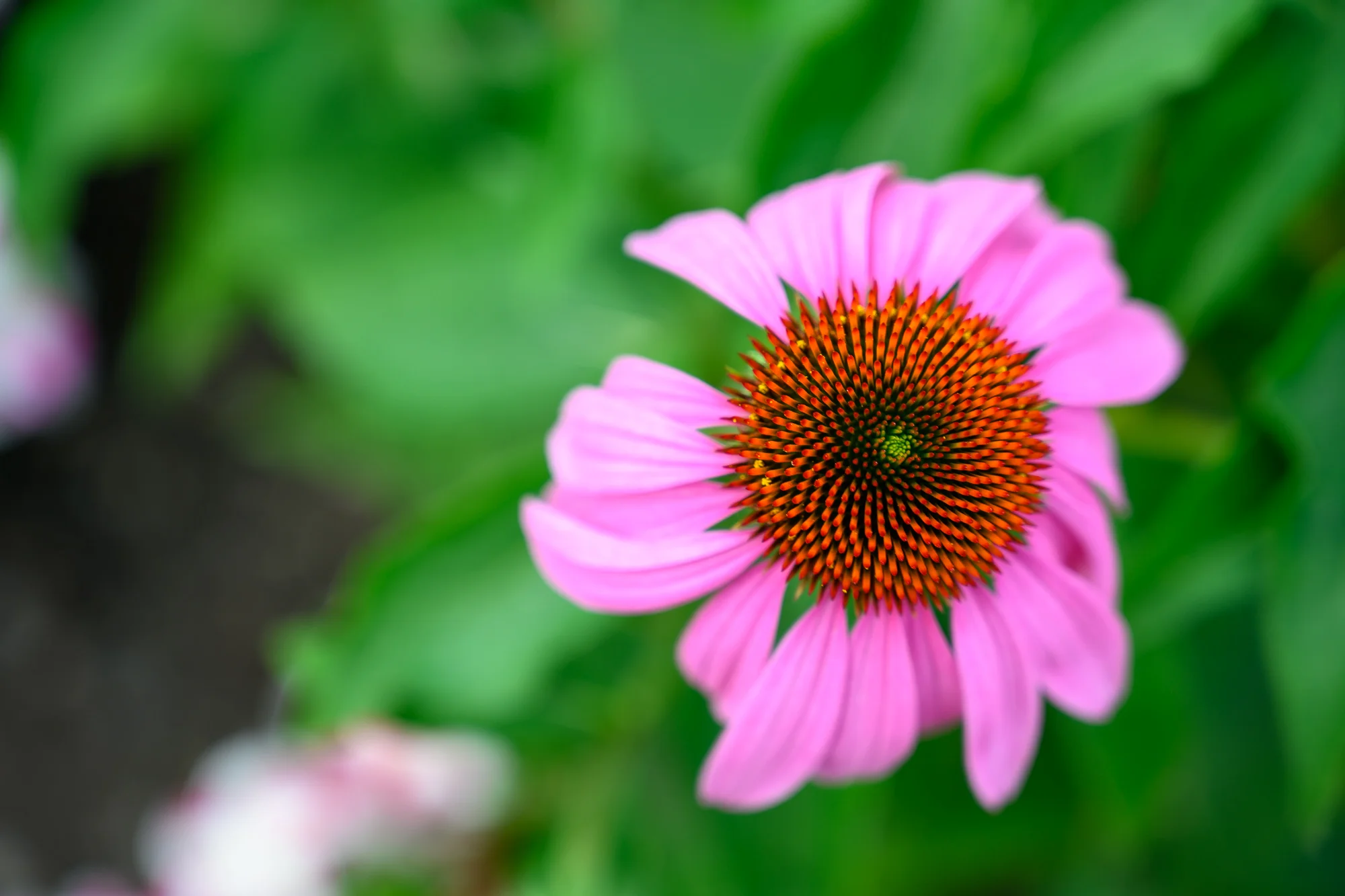DSC_1004.jpg