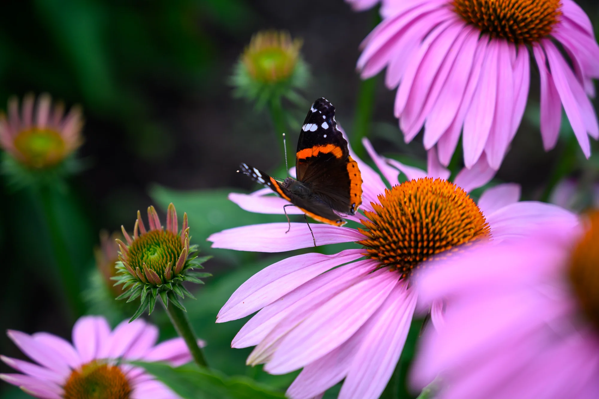 DSC_1039.jpg