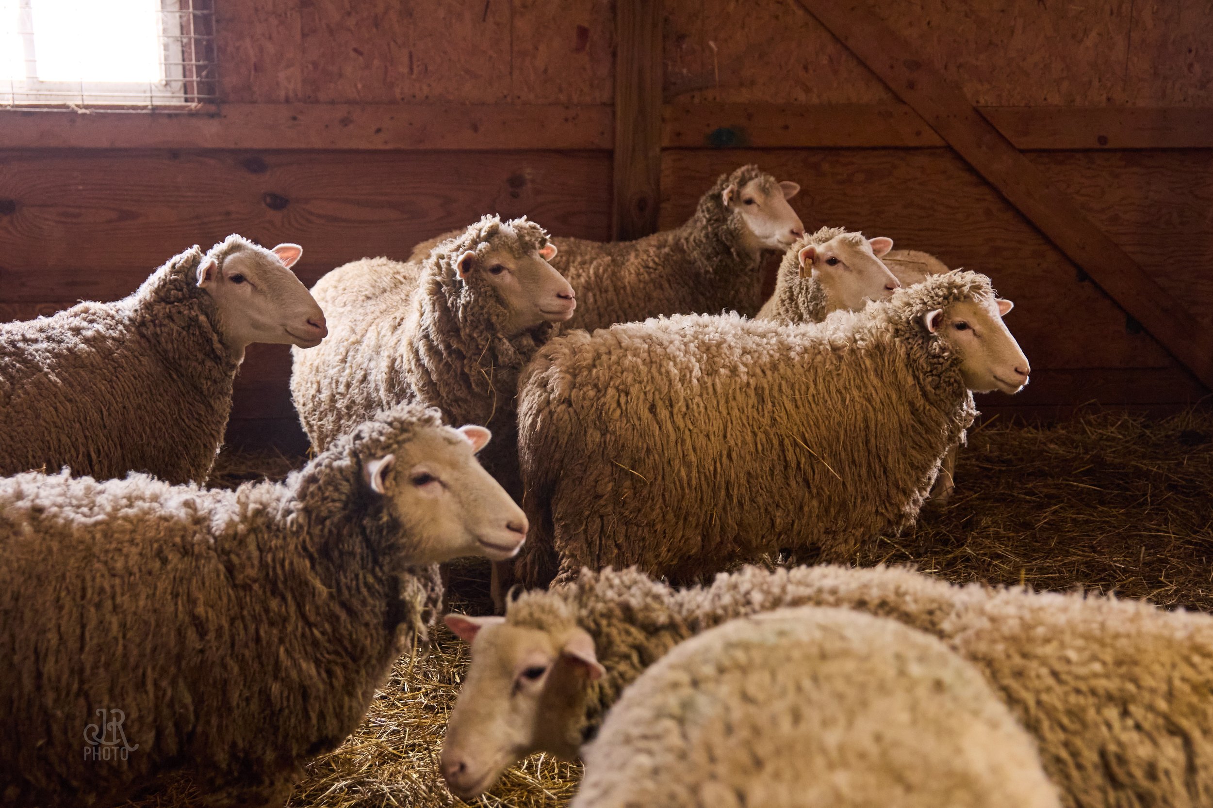 Sheep_007.jpg