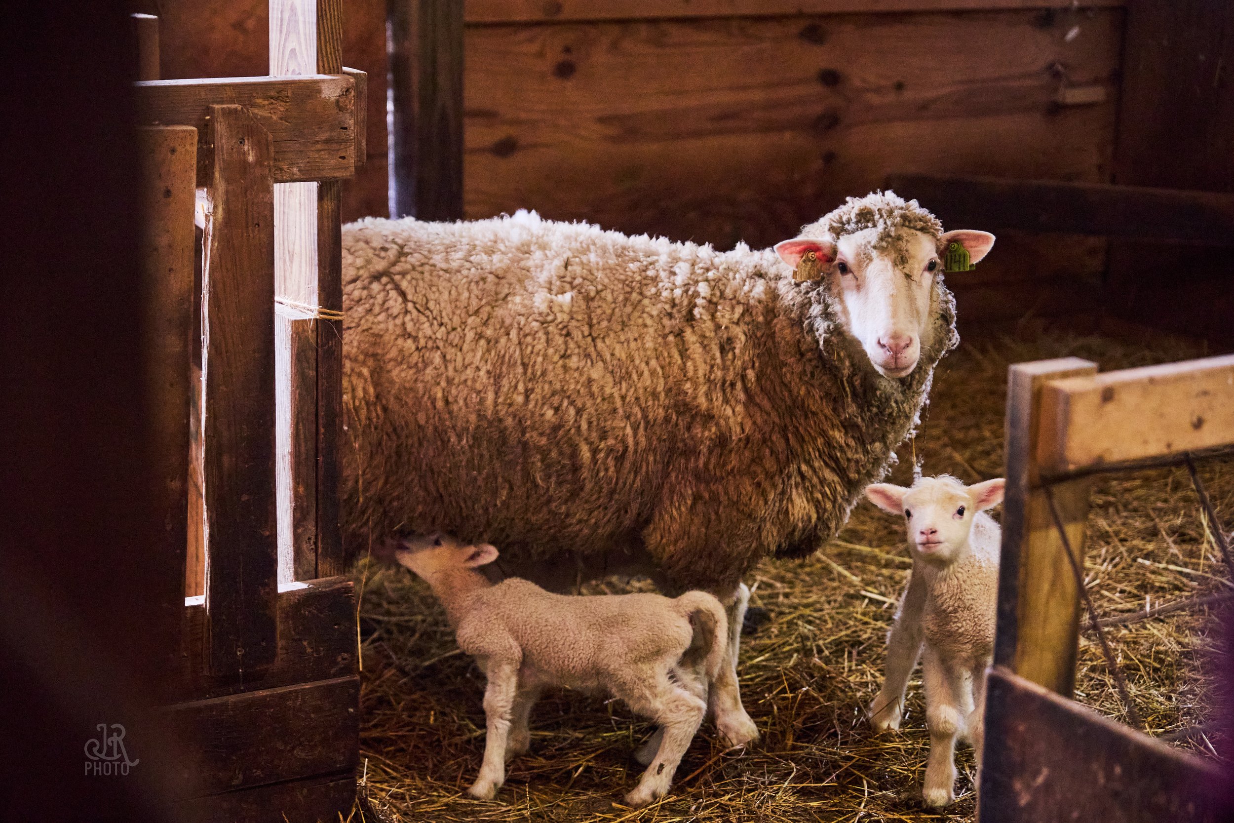 Sheep_010.jpg