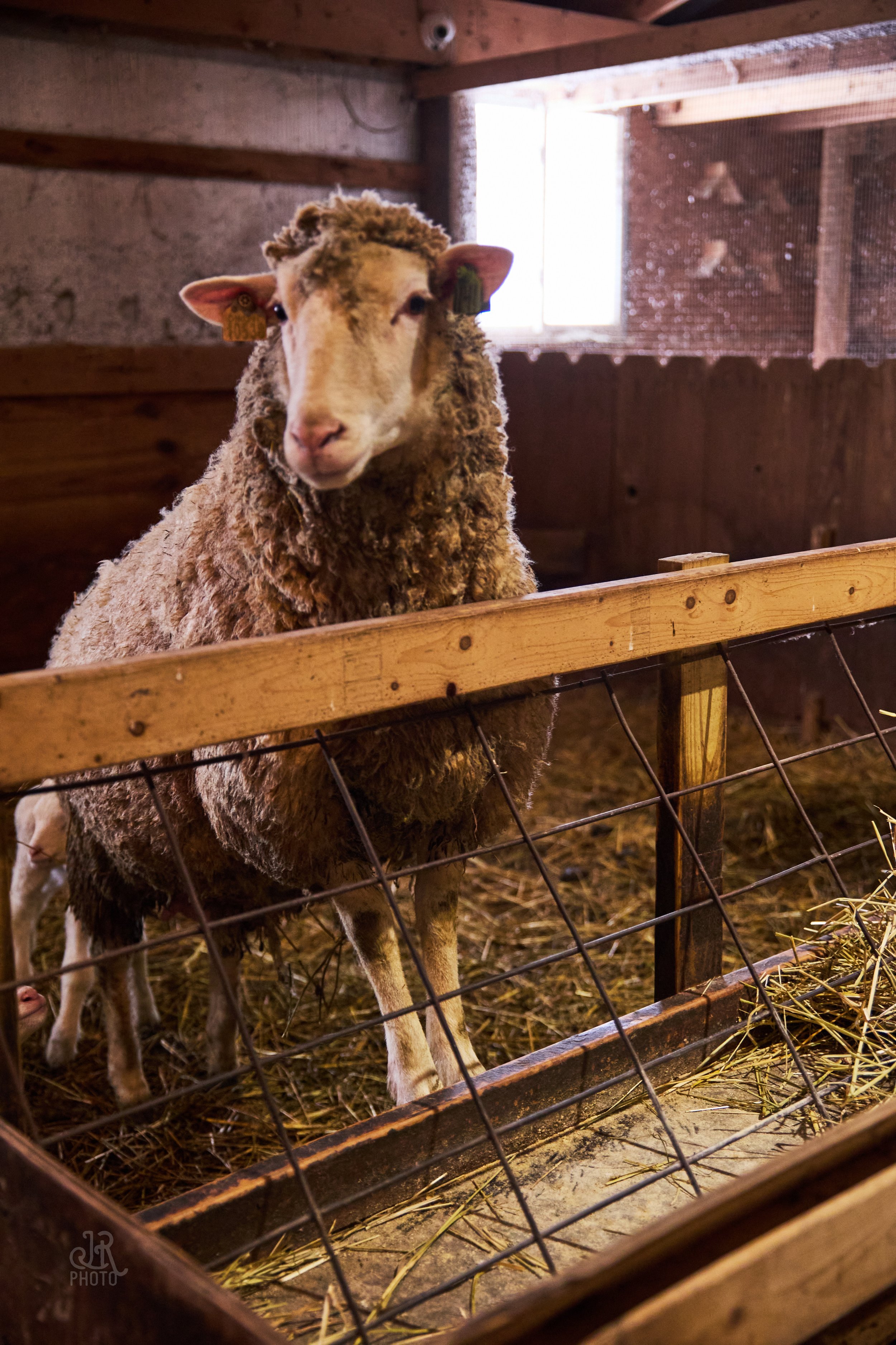 Sheep_018.jpg