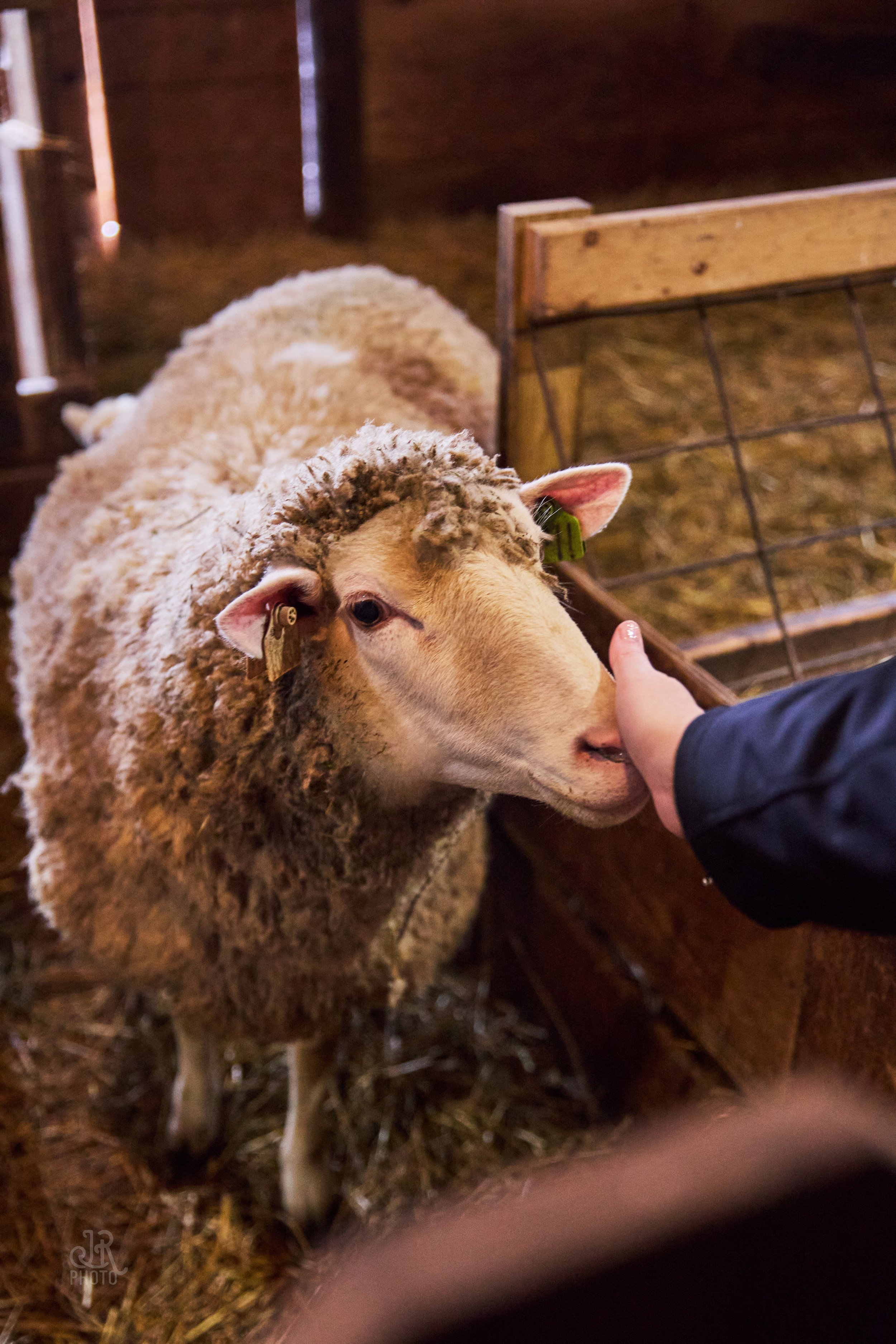 Sheep_022.jpg