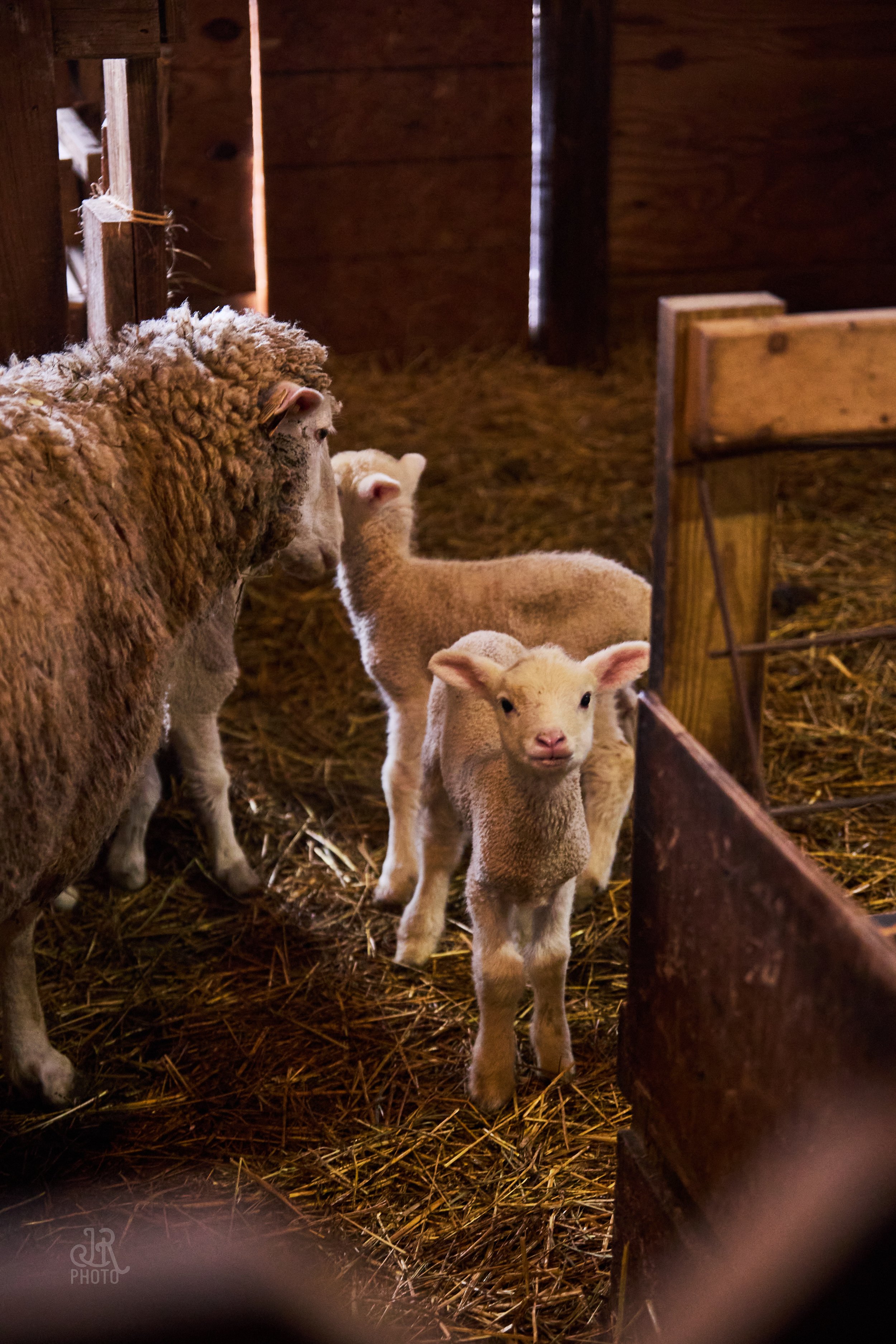Sheep_027.jpg