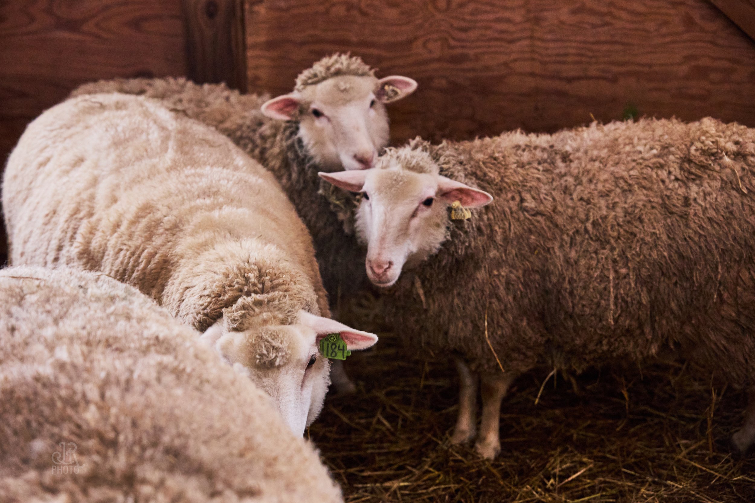 Sheep_040.jpg