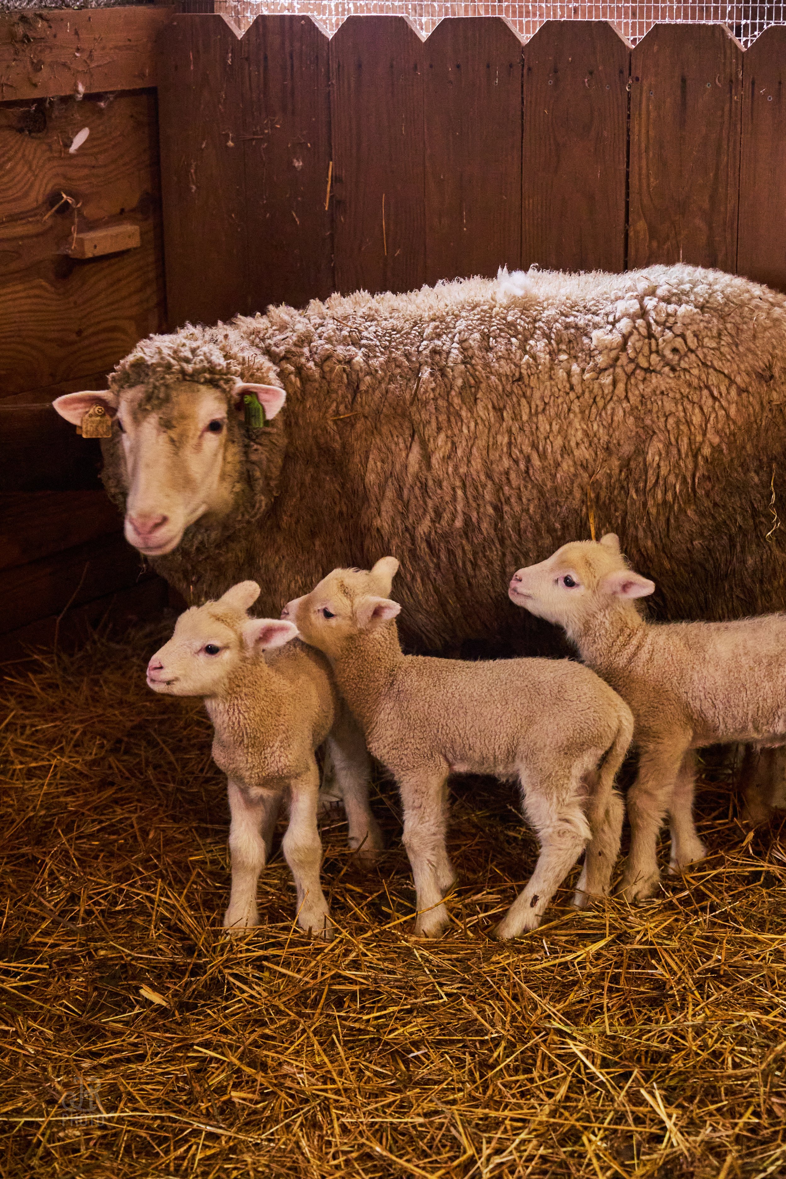 Sheep_058.jpg