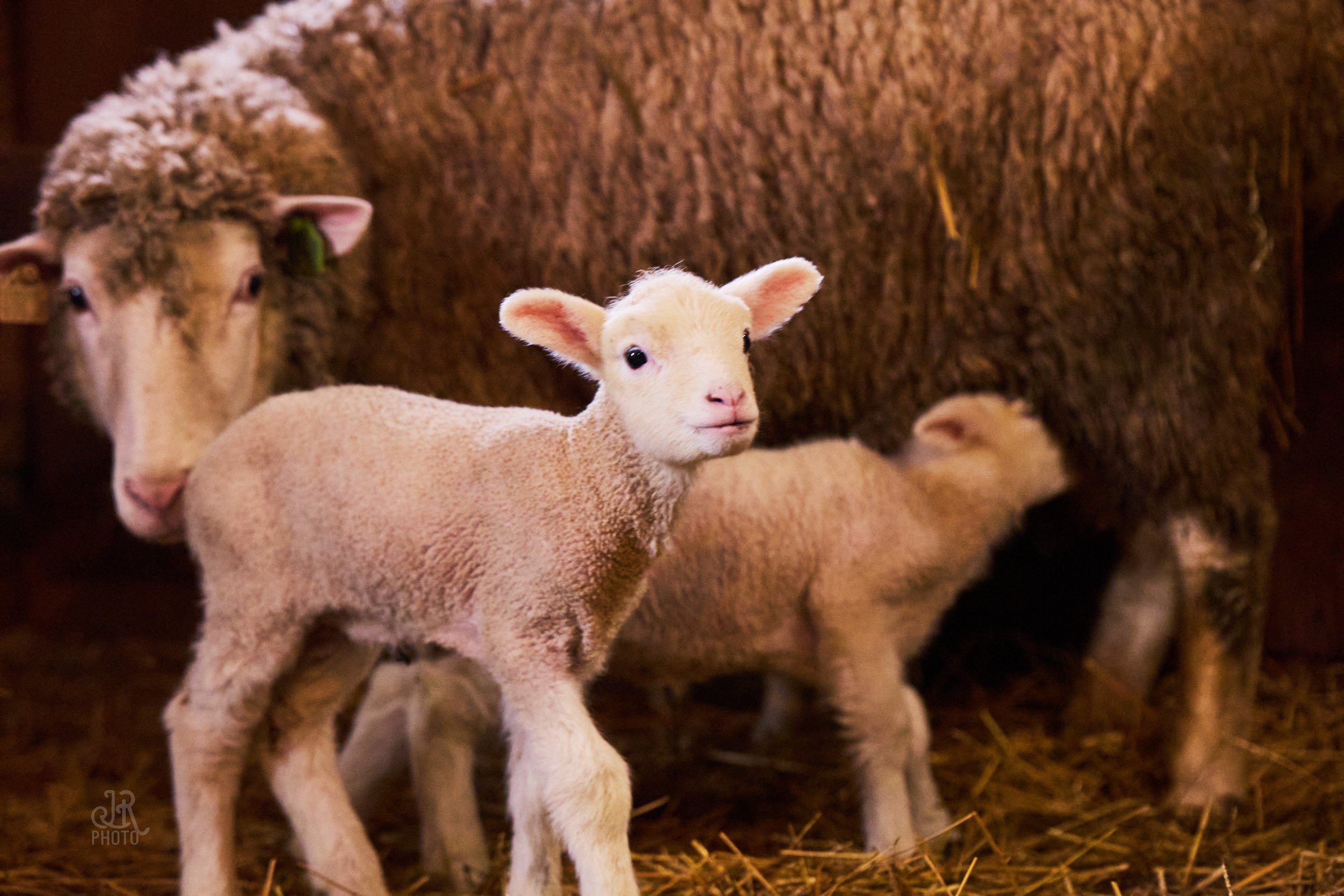 Sheep_074.jpg