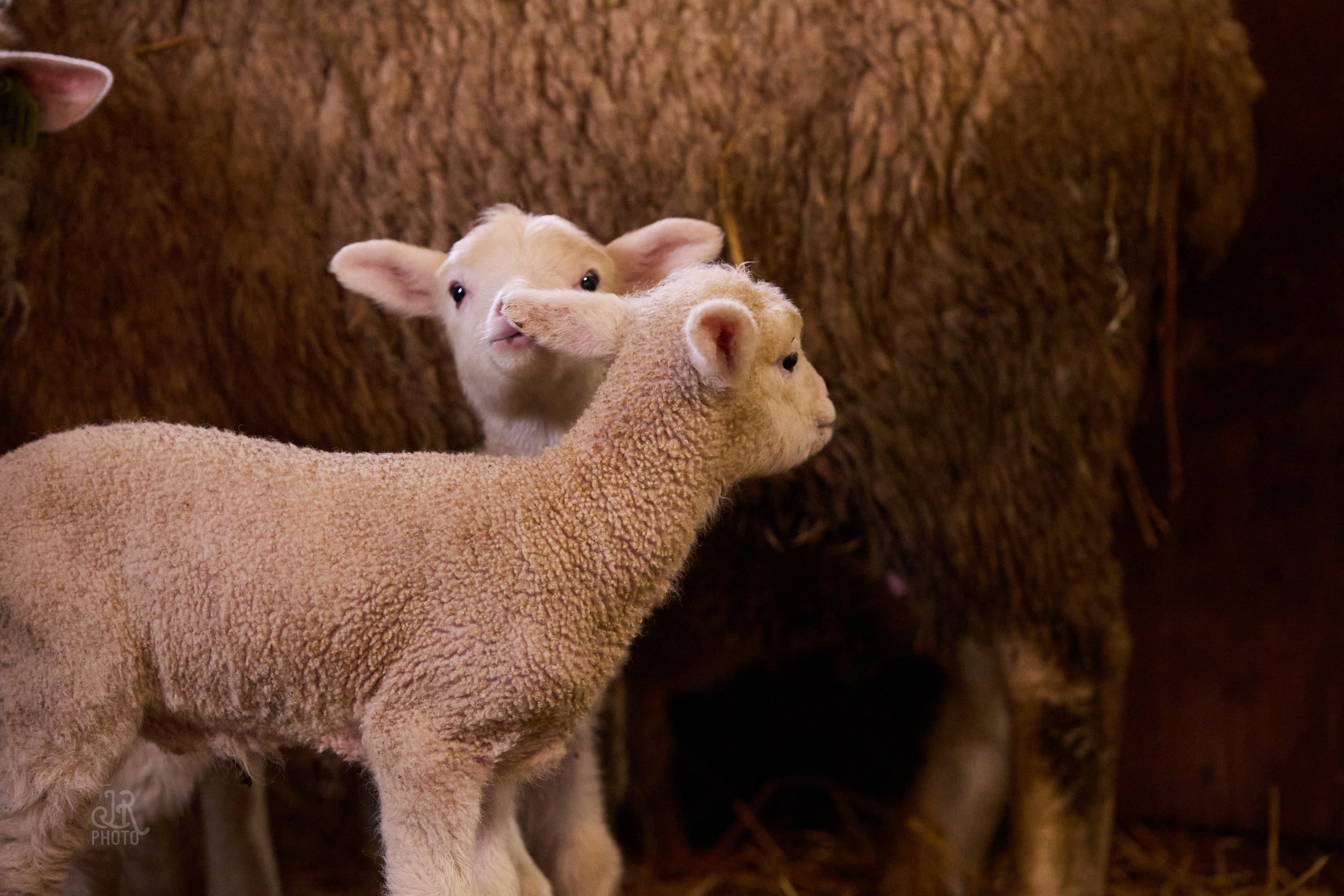 Sheep_082.jpg