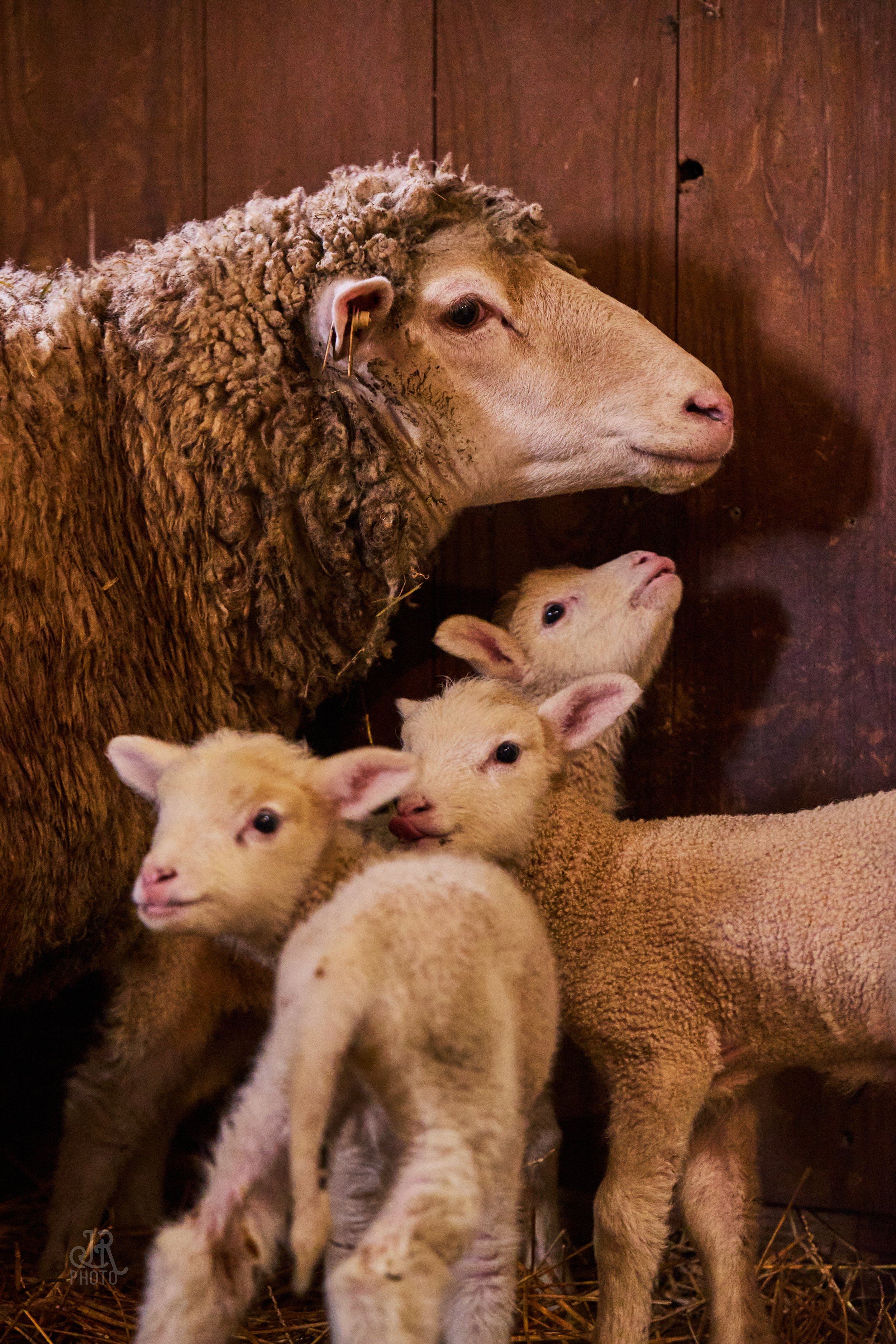 Sheep_096.jpg