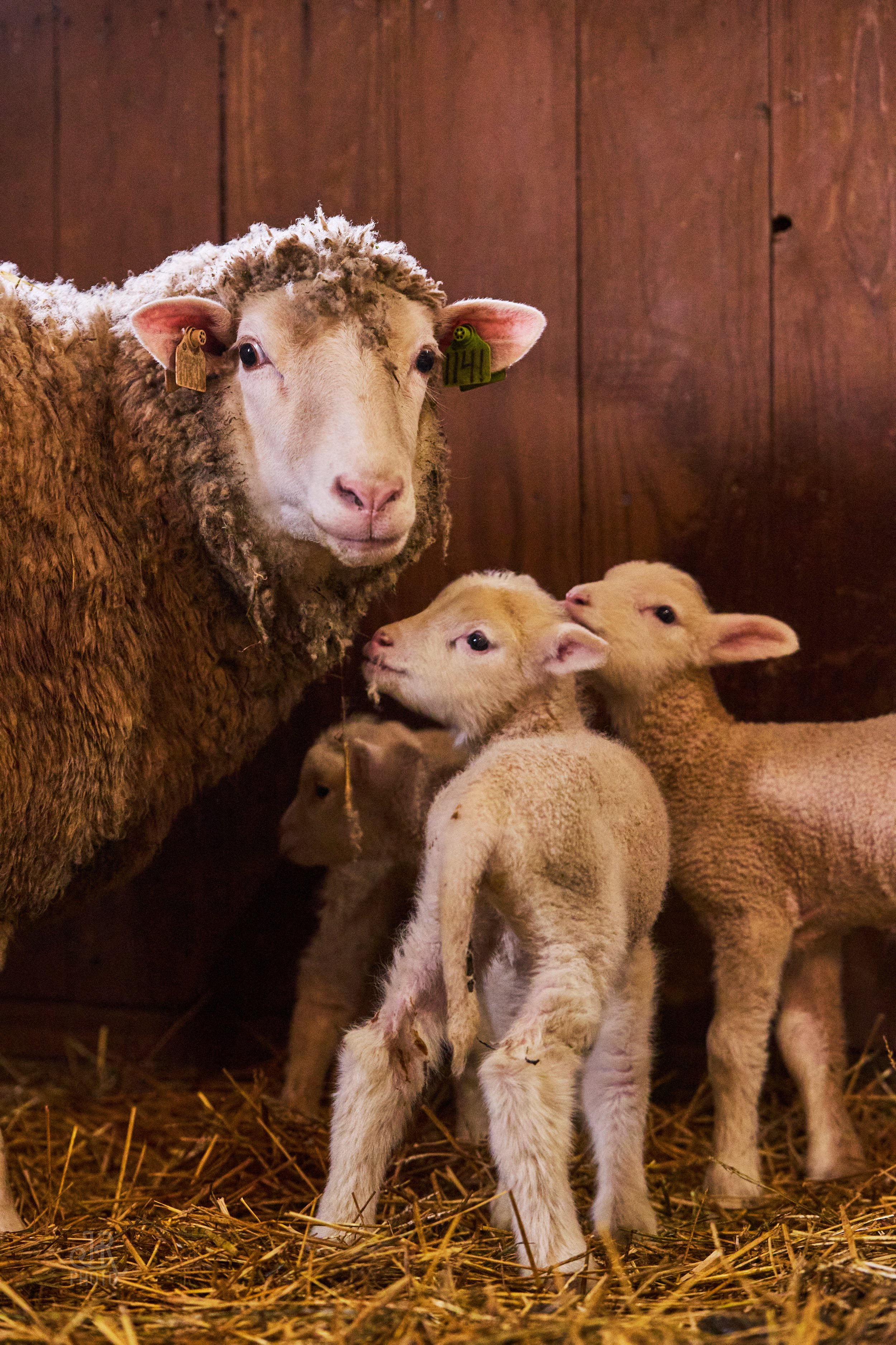 Sheep_108.jpg